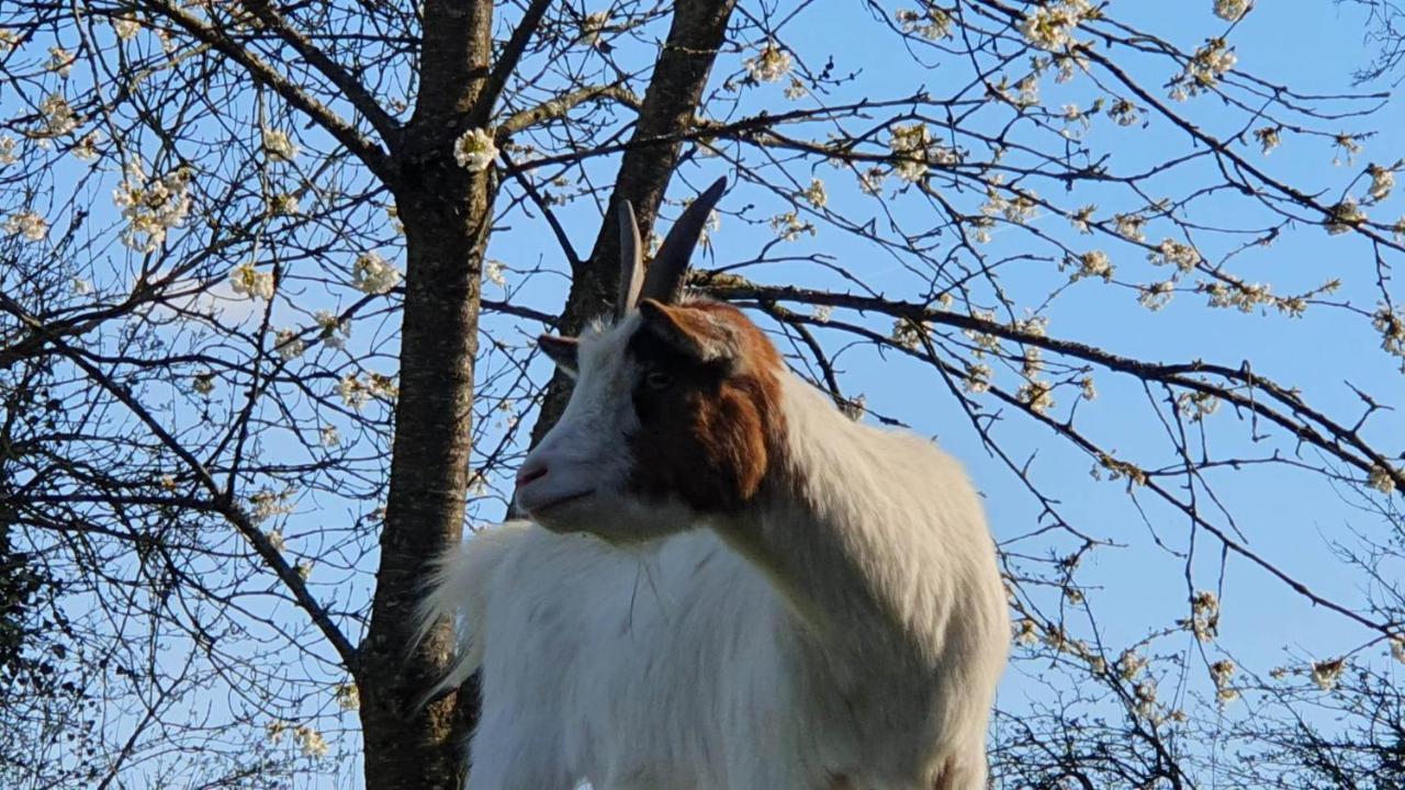 Вілла La Fermette Des Ramolleux Crecy-en-Ponthieu Екстер'єр фото